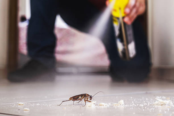 Best Local Pest Control Services  in New York Mills, MN