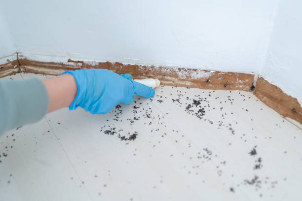 Best Ant Control Services  in New York Mills, MN